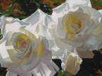 White Radiant Roses